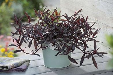 Steam新一周销量榜 Steam Deck登顶